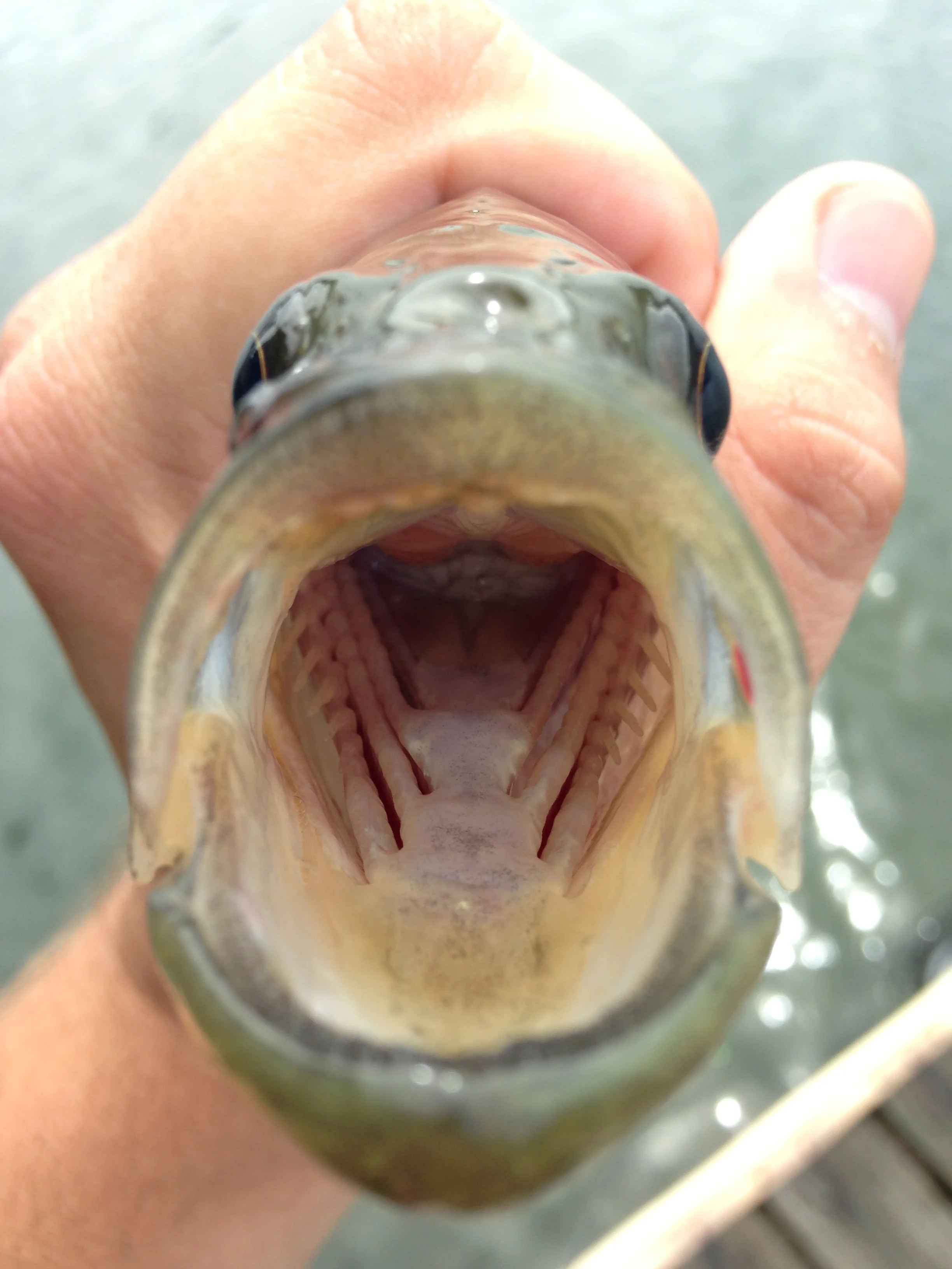 large-mouth-bass.jpg
