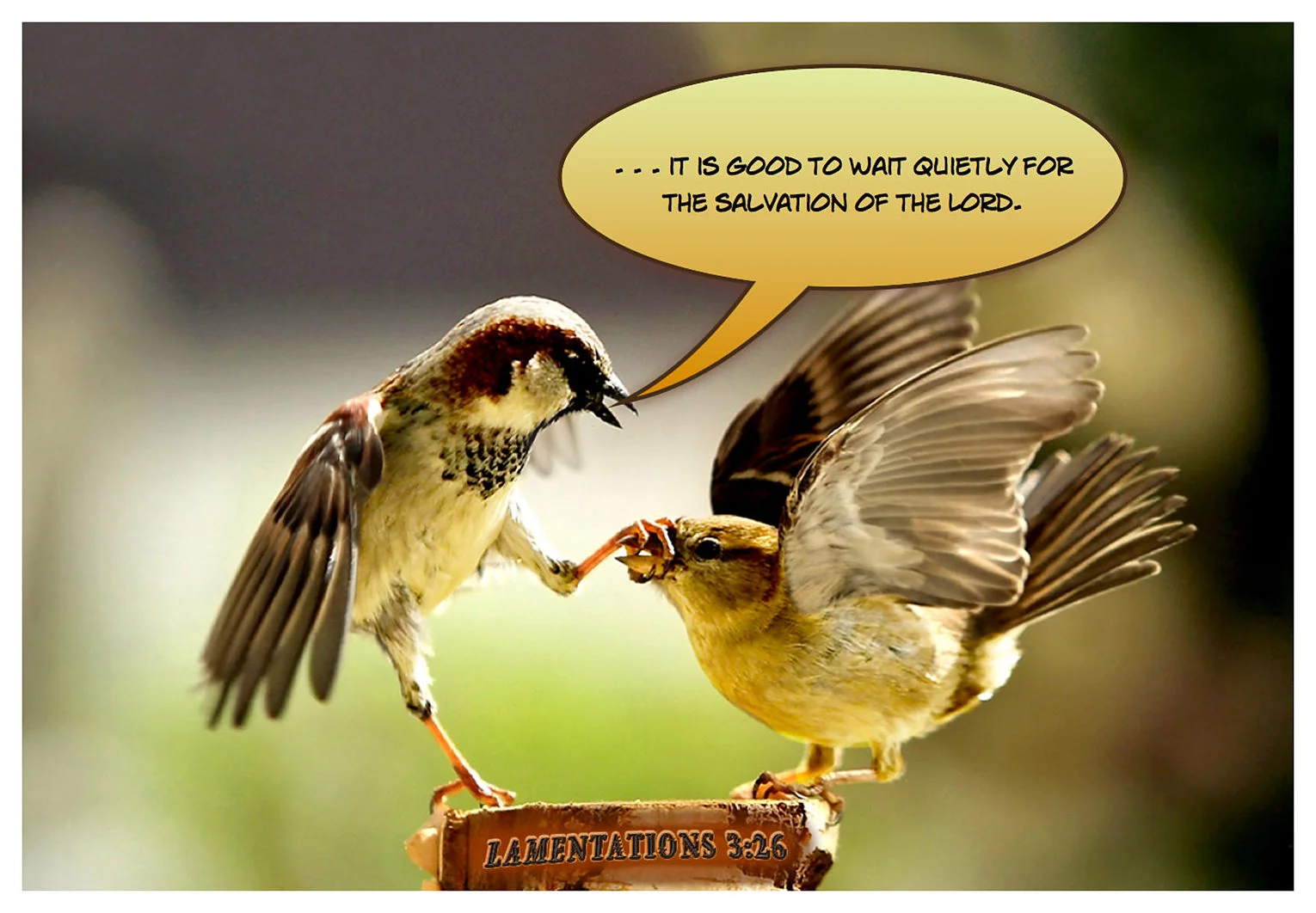 lamentations.3.26.scripturePhoto_jumbo.jpg
