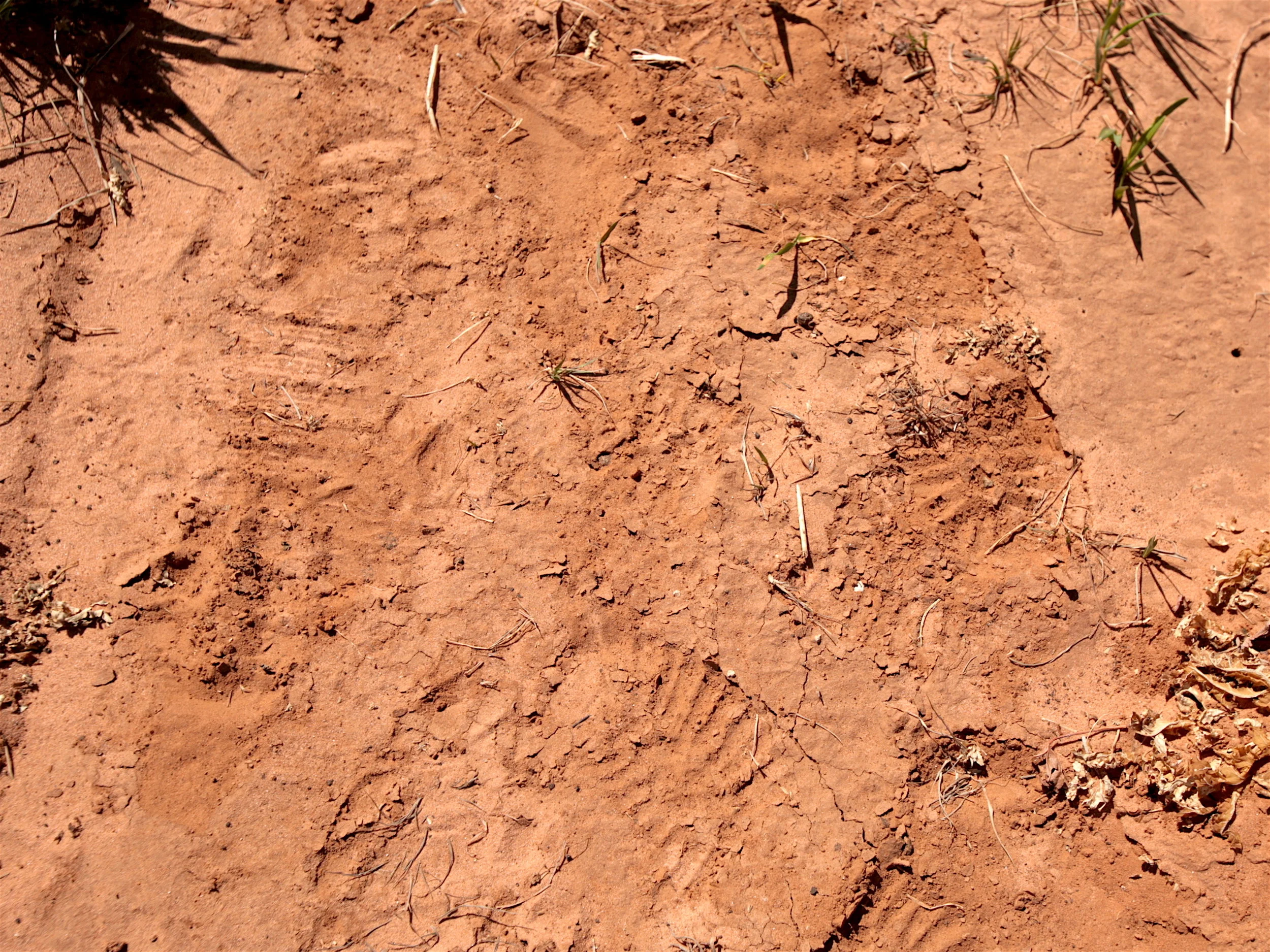 Paka Bootprint.jpg