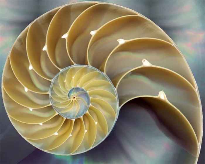 nautilus shell.jpg