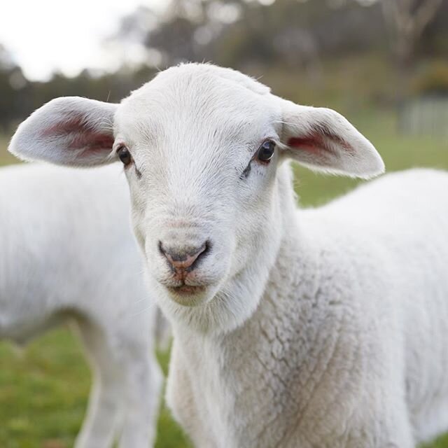 Cute lambs