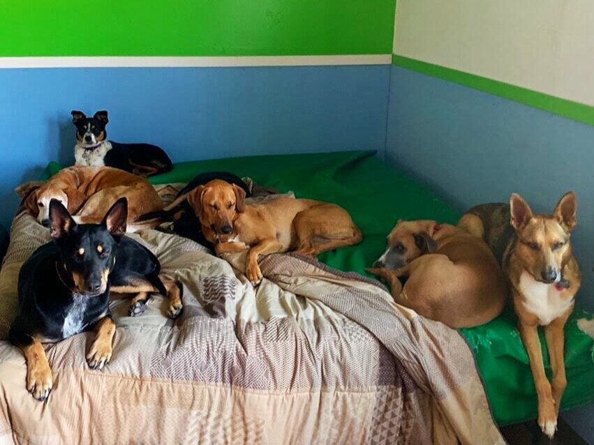 pet daycare near me for dogs
