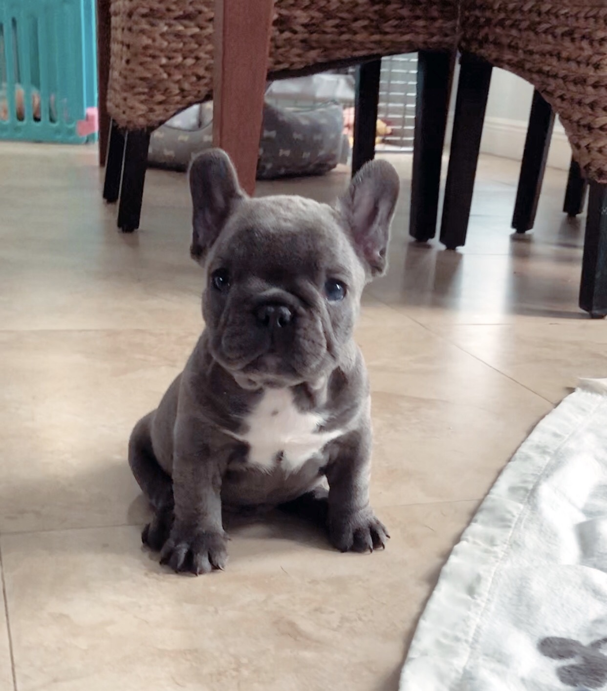 little frenchie dog