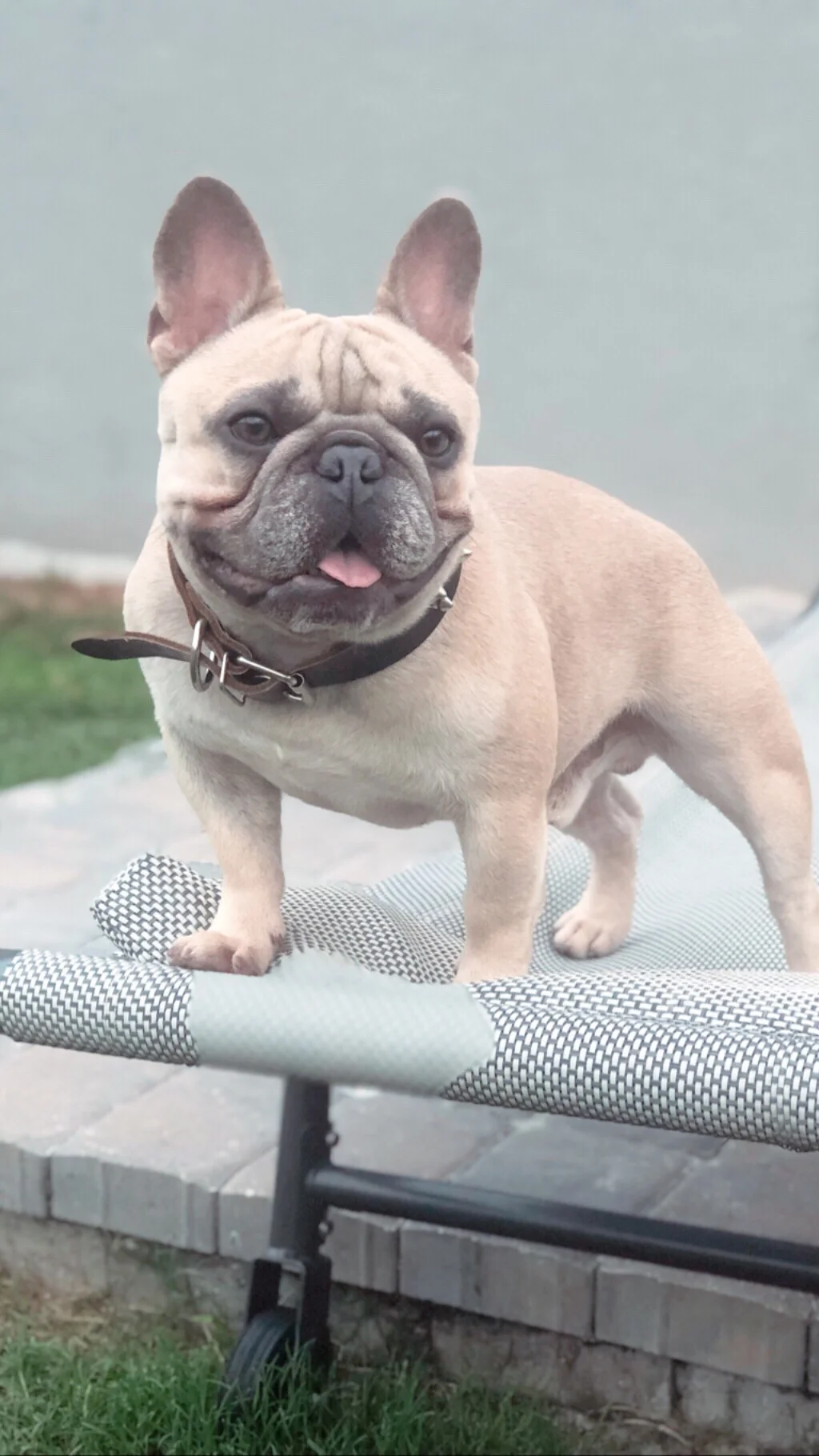 little french bulldog