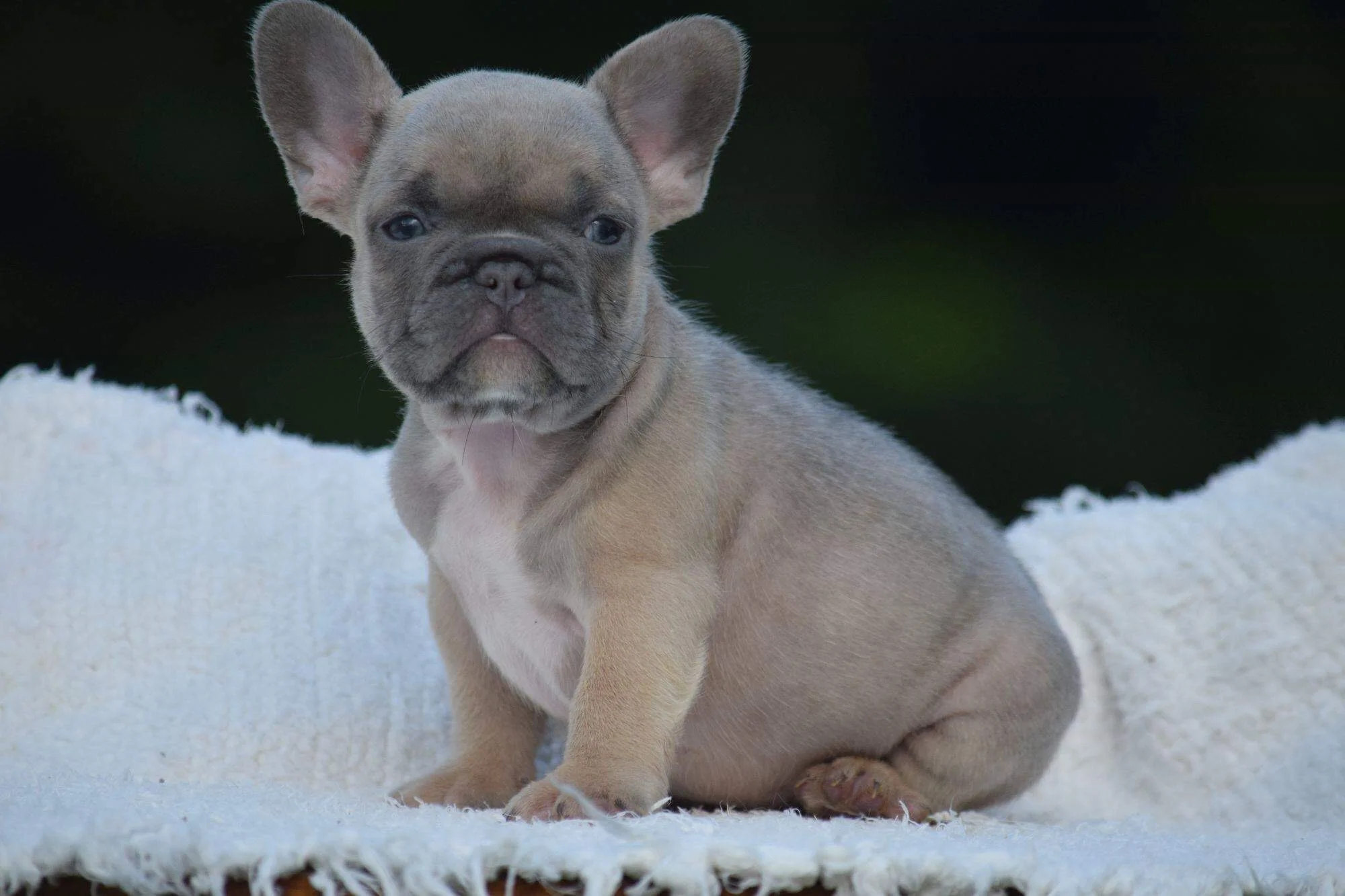 little french bulldog