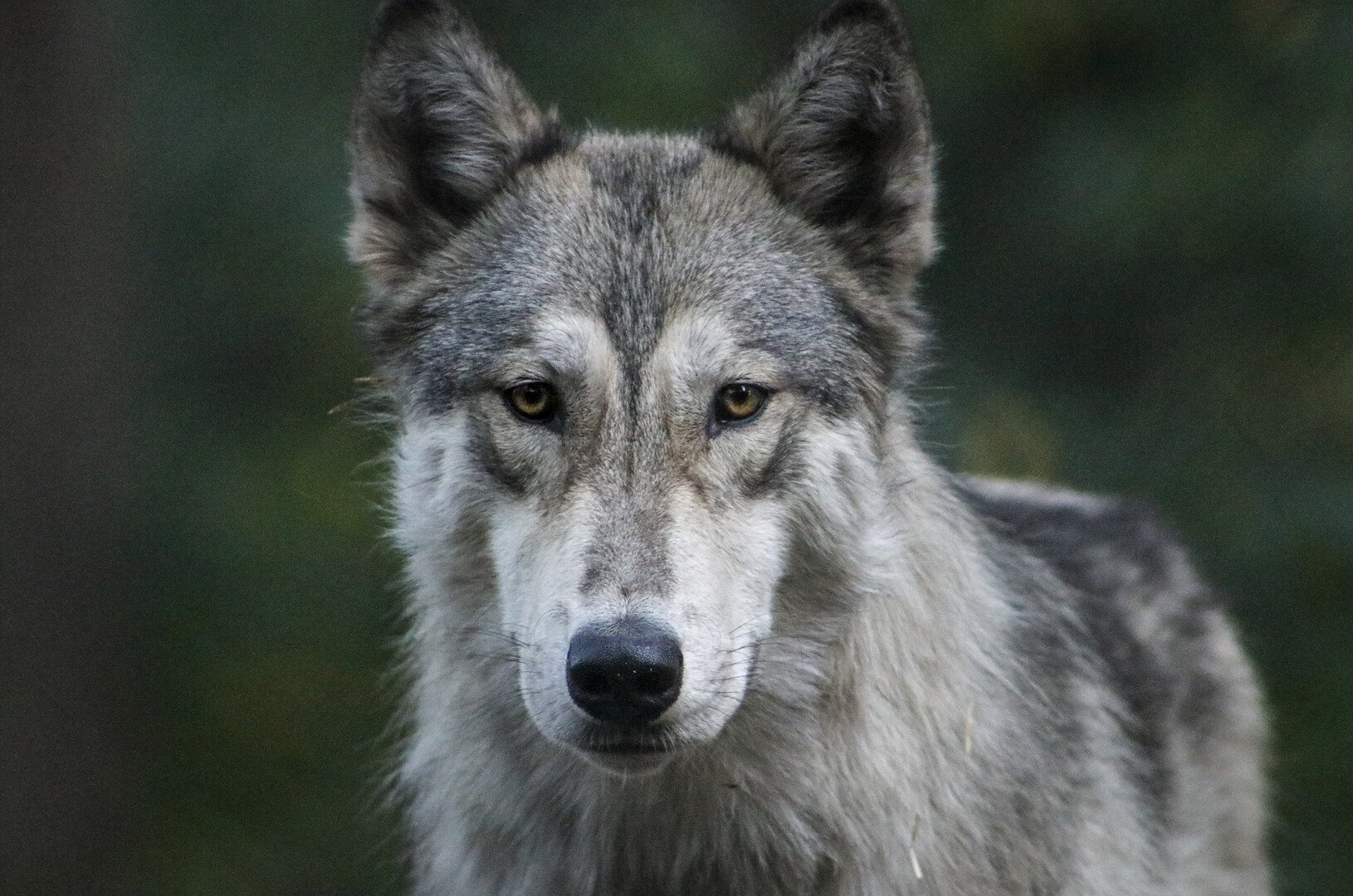 Wolf Haven International - Anna Marlow