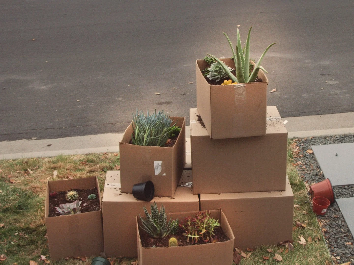 Dry Desert Plants Warm My Heart - Wyatt Kane Johnson