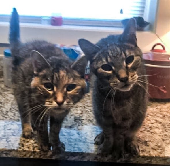 URGENT: In need of a home, either forever or foster, by the end of the month.

Gatsby and Tiny are 12 years old and they are going to lose their home and possibly their lives by 1/31.

Their elderly &quot;mom&quot; went into a care facility 4 months 