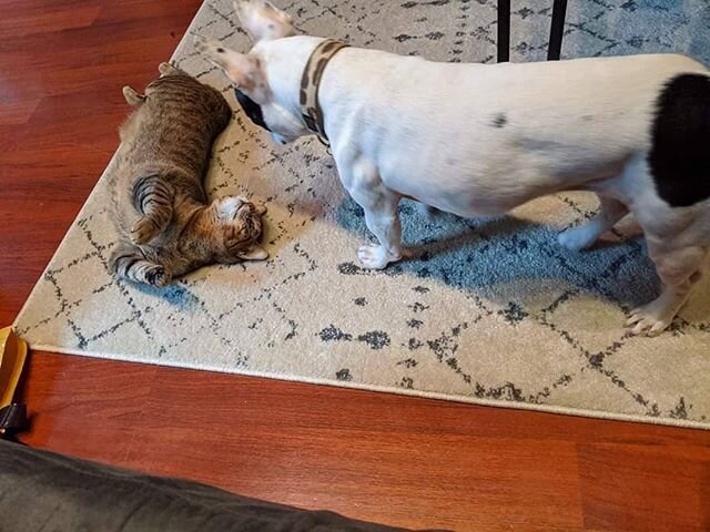 We ❤ hearing from our Alums!!! Look at how at peace CCR Alum Eleanor is with her BFF canine pal. .
.
.
This sweet girl was rescued from an abandoned building with her 4 kittens in the dead of winter 2018. .
.
.
It's wonderful seeing her living her be