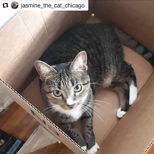 Hello there, my future forever!⠀
I want to spend, all 9 lives together 🖤⠀
⠀
Share my picture, like my post.⠀
Let's get me adopted, spread the word.⠀
⠀
Jasmine is a sweet and playful cat and would be a purrfect companion. ⠀
⠀
Follow @jasmine_the_cat_
