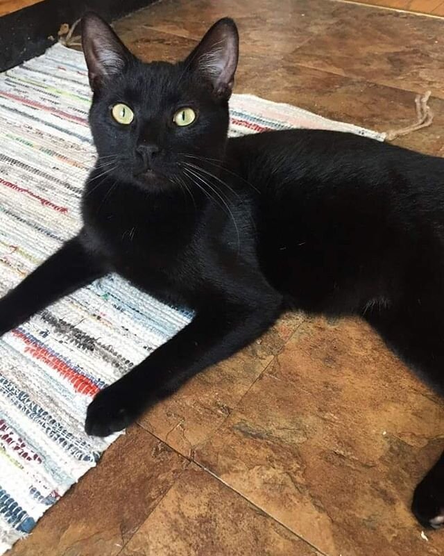 As we count down to our SexyBLACK 2020- 12th Annual Sexy Black Benefit we will feature some of our adorable black kitties. Let's start with Noir.

She is a playful and adventurous young girl that likes to be around other cats.

She will charm you and