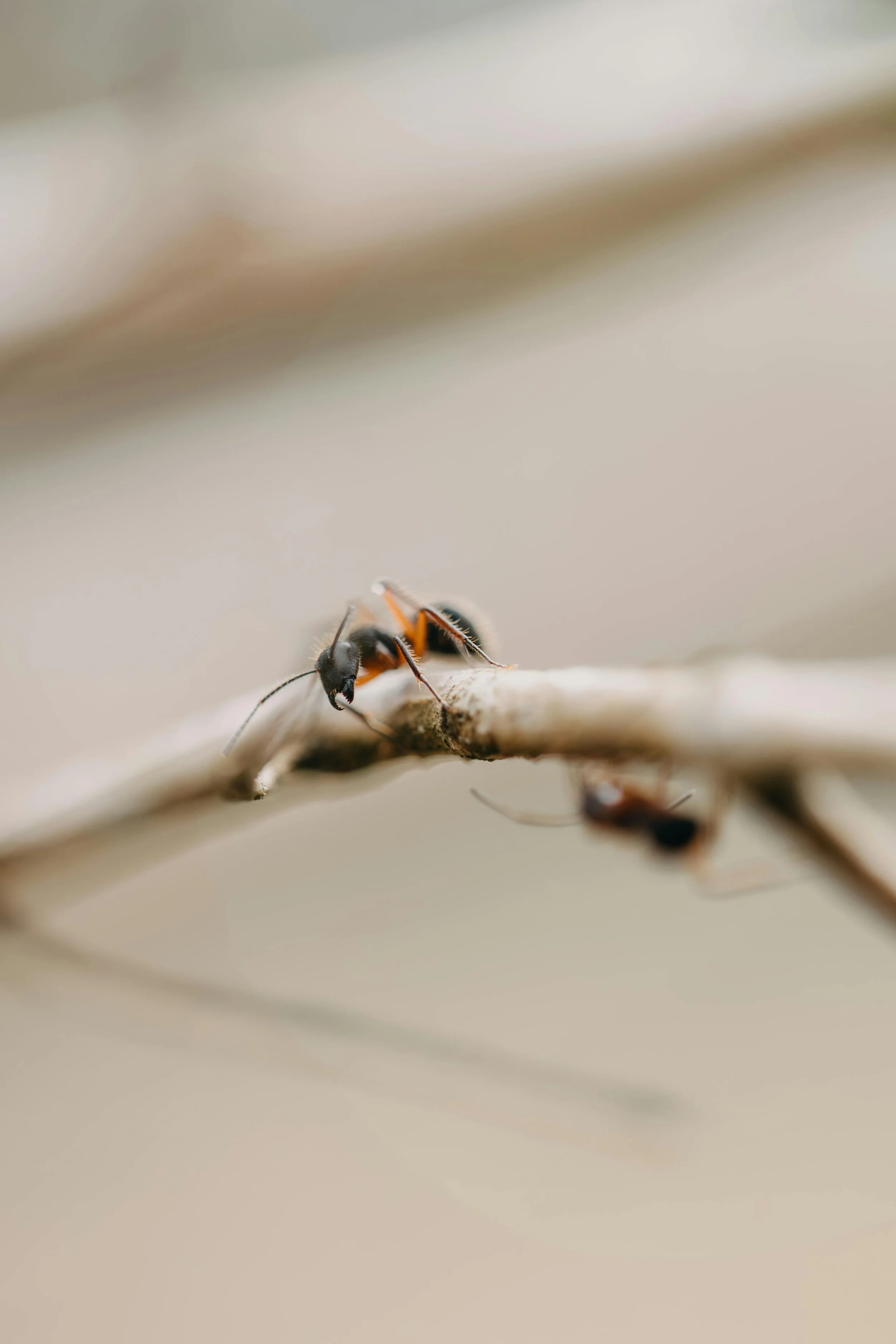 pexels-bertellifotografia-33870527.jpg
