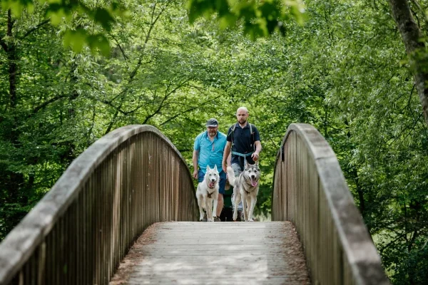 cani-rando-au-depart-de-saint-ceneri-marie-anais-thierry-orne-600x400-f50_50.webp