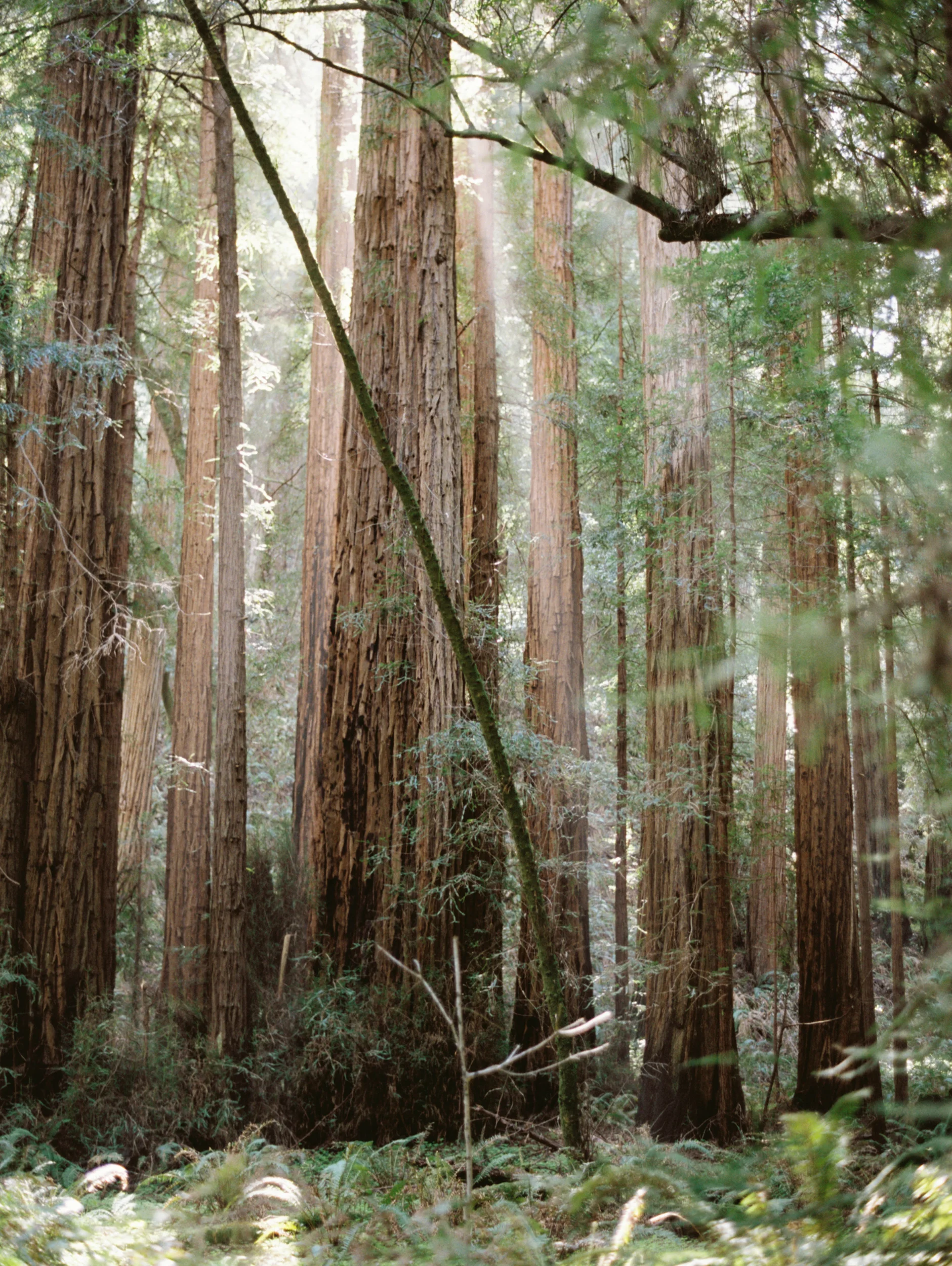 California