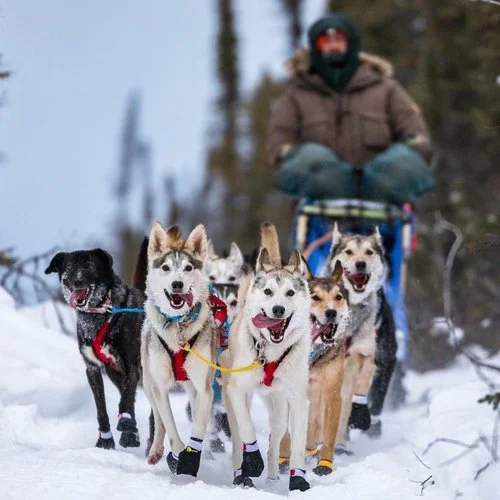 bradley+farquhar+dog+mushing+2.jpg
