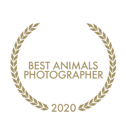 2020BestAnimalPhotographer.png