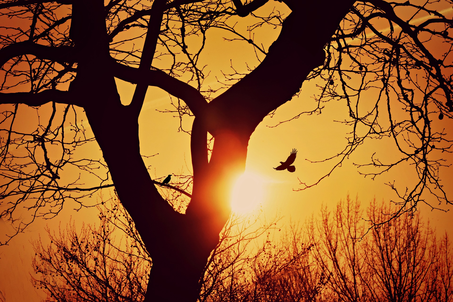 tree-4079083_1920.jpg