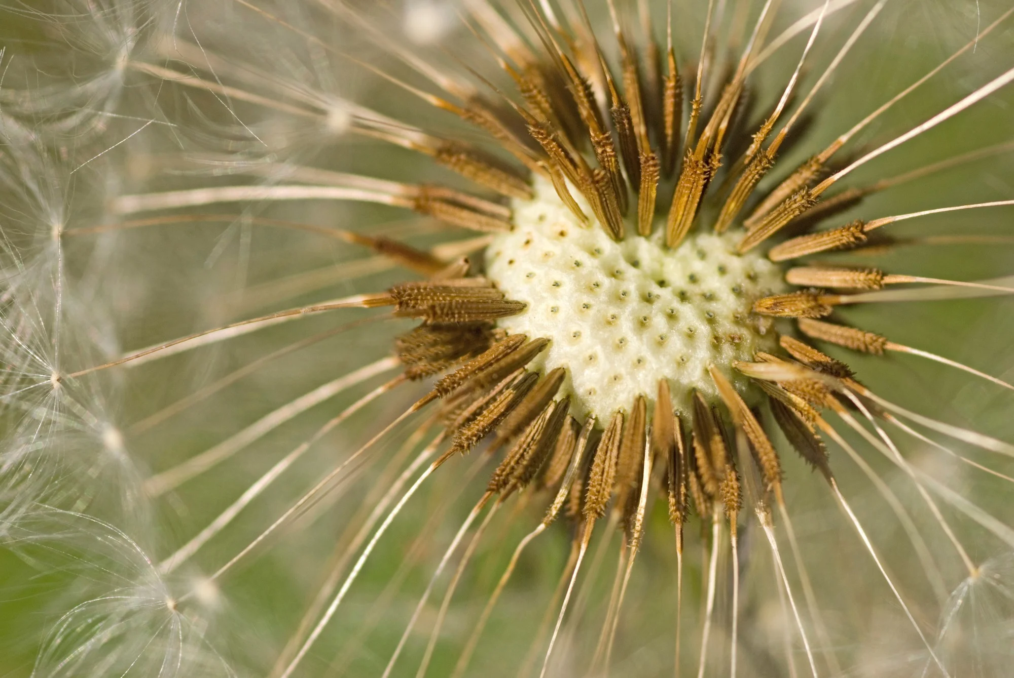 DandelionSeeds.jpg