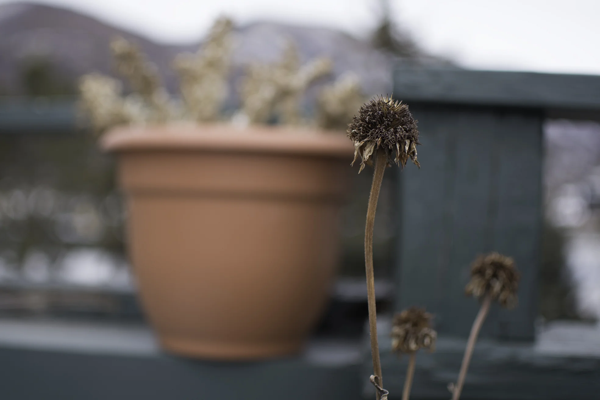 Narrow Depth of Field.jpg