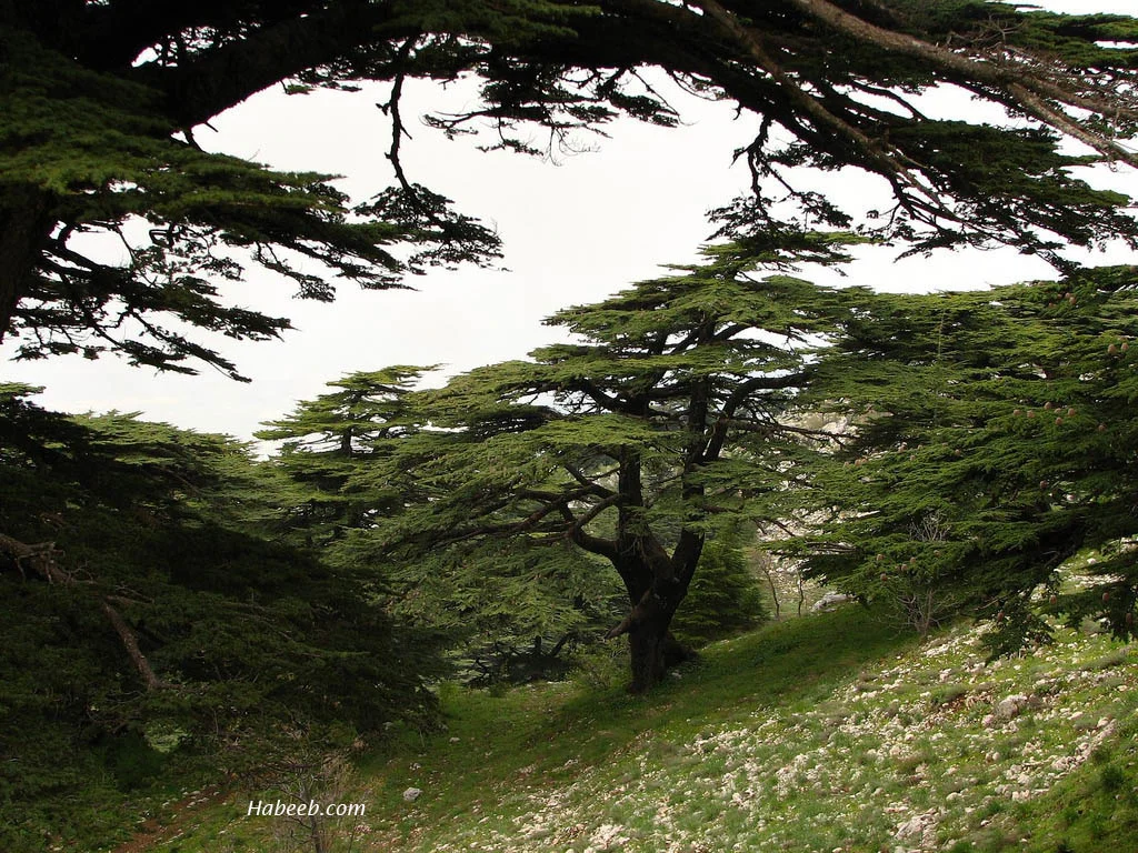 Al-Chouf Cedar Reserve