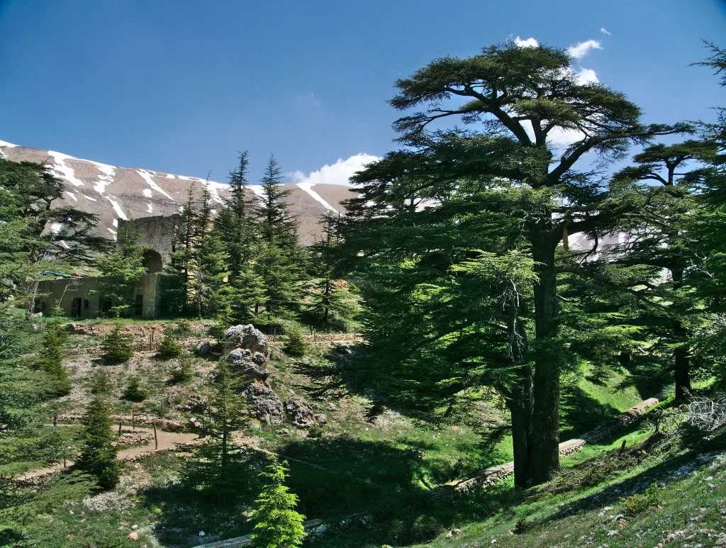 cedarsofgod.jpg