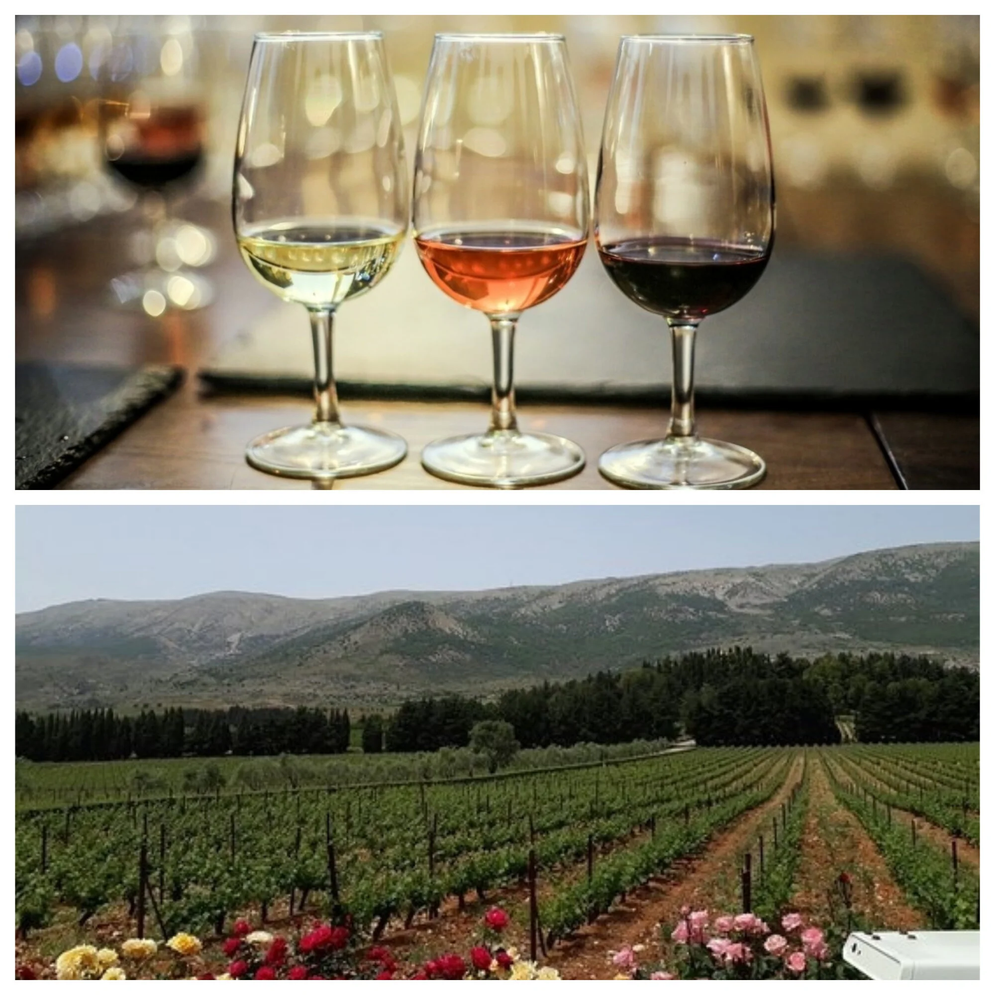 winetastingtb.jpg