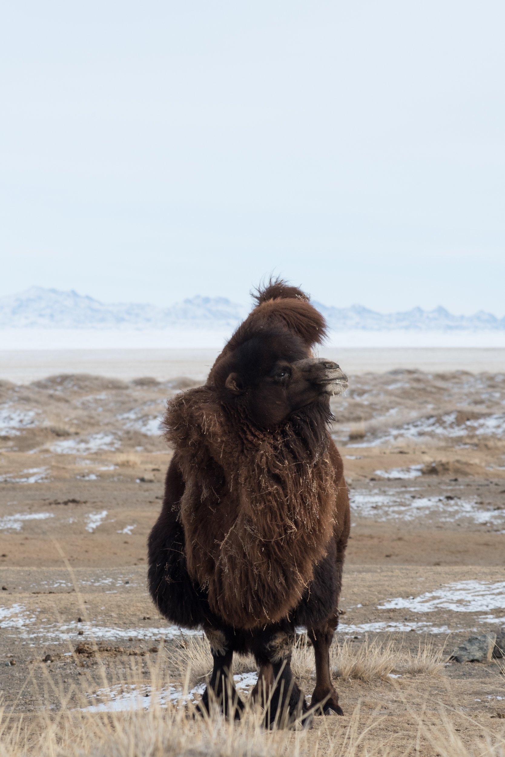 Kamel, Mongolei