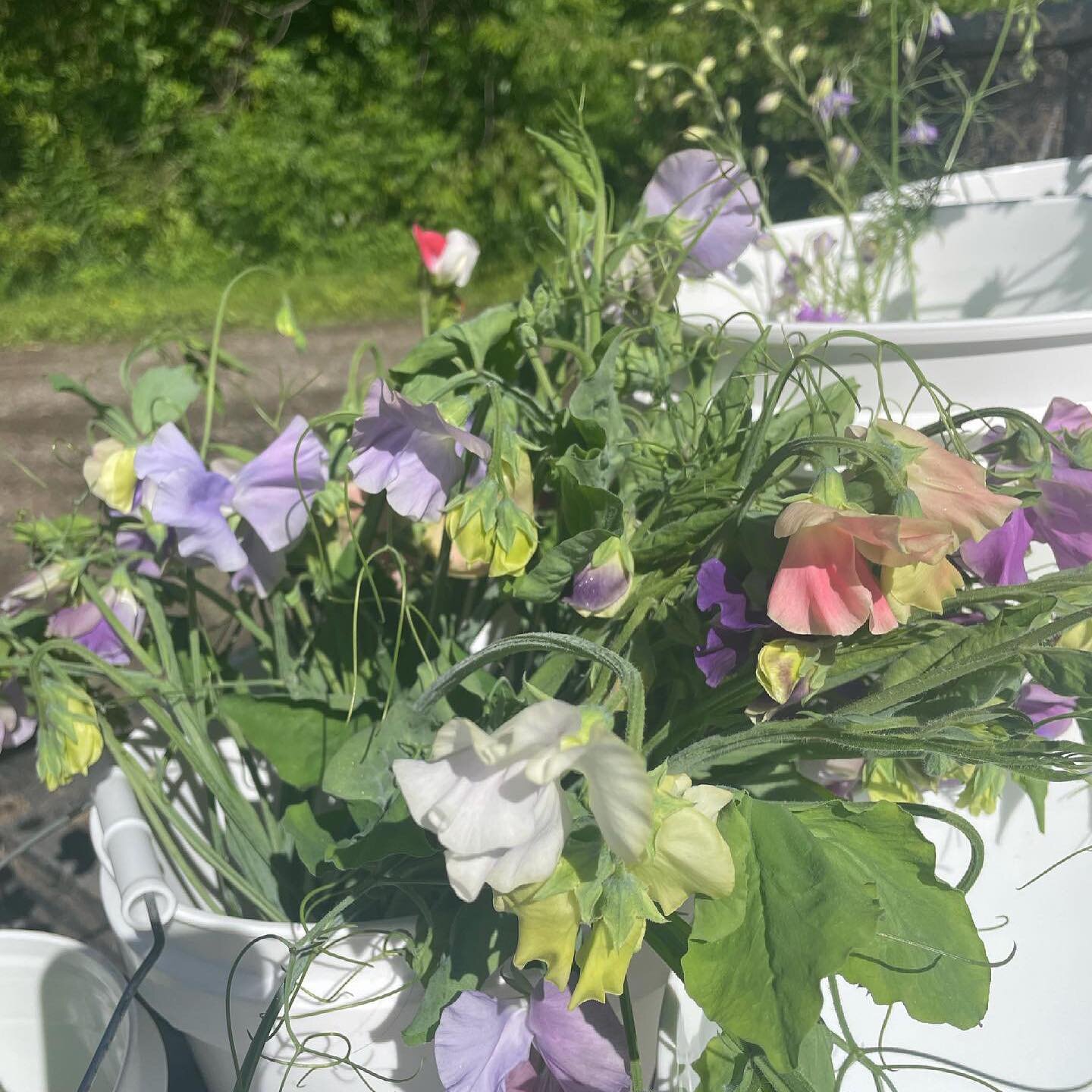 The sweet peas are looking amazing right now! See you at the store tomorrow 2-5pm for all your flower needs. Swipe right for teaser first sunflower of the season! #growct