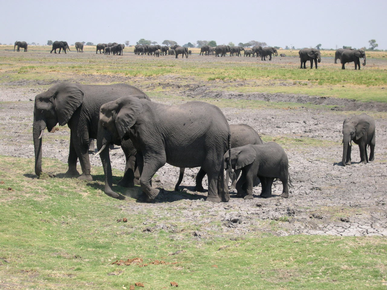 Chobe National Park, Botswana