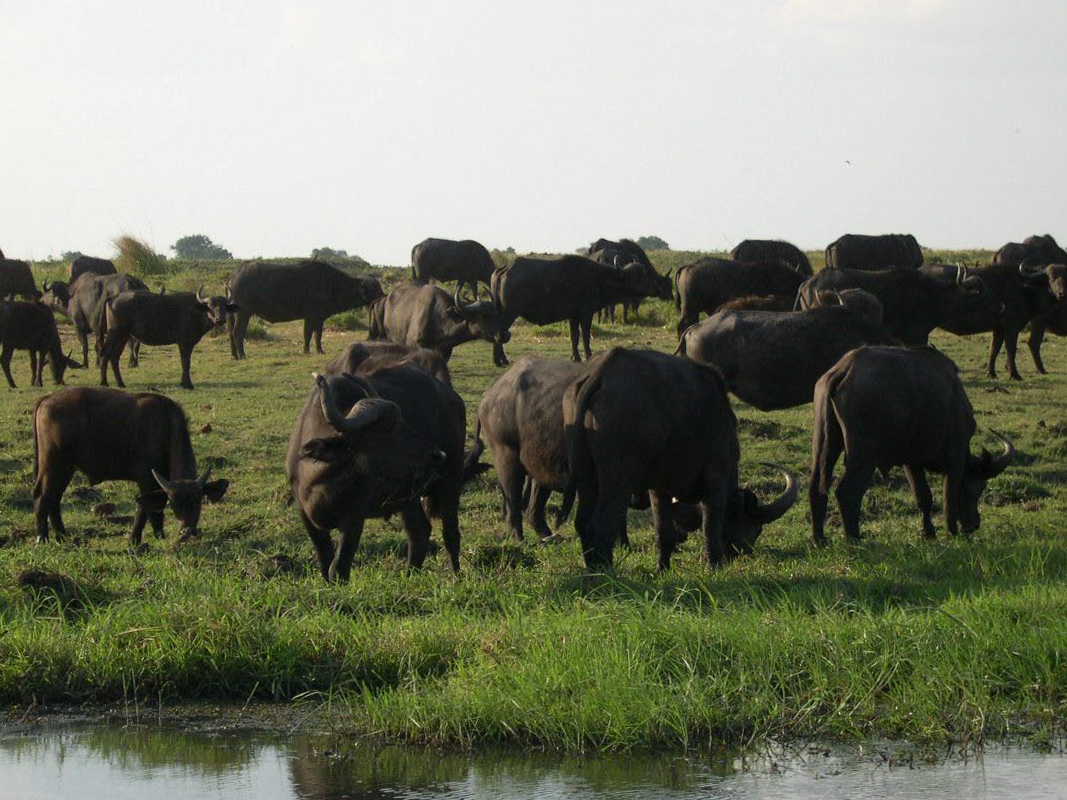 Chobe safari