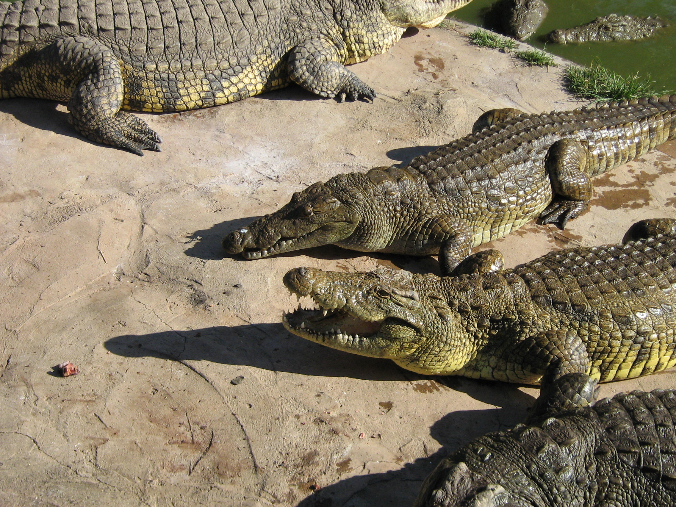 Livingstone Croc and Snake Farm