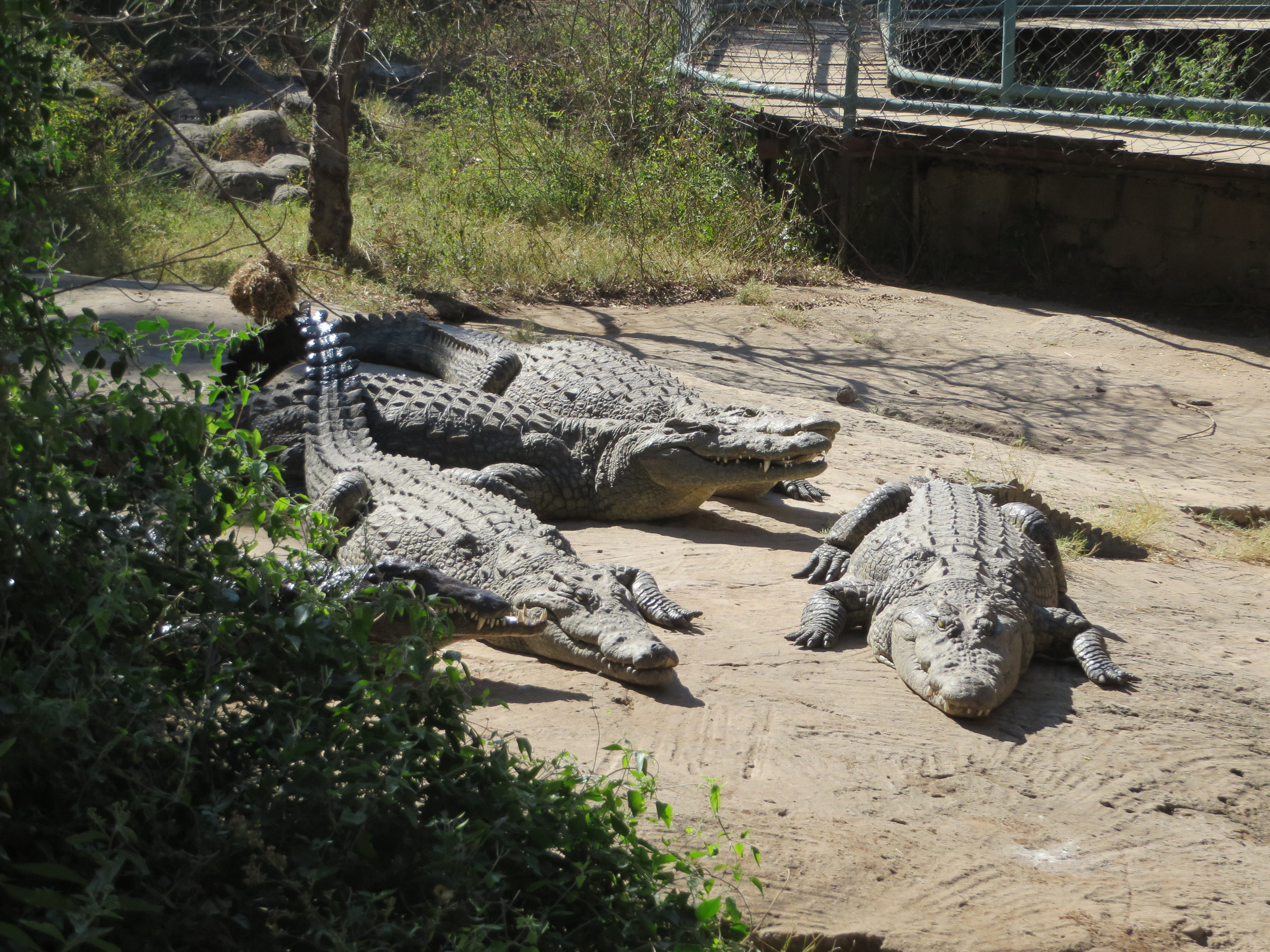 Livingstone crocodile and snake farm