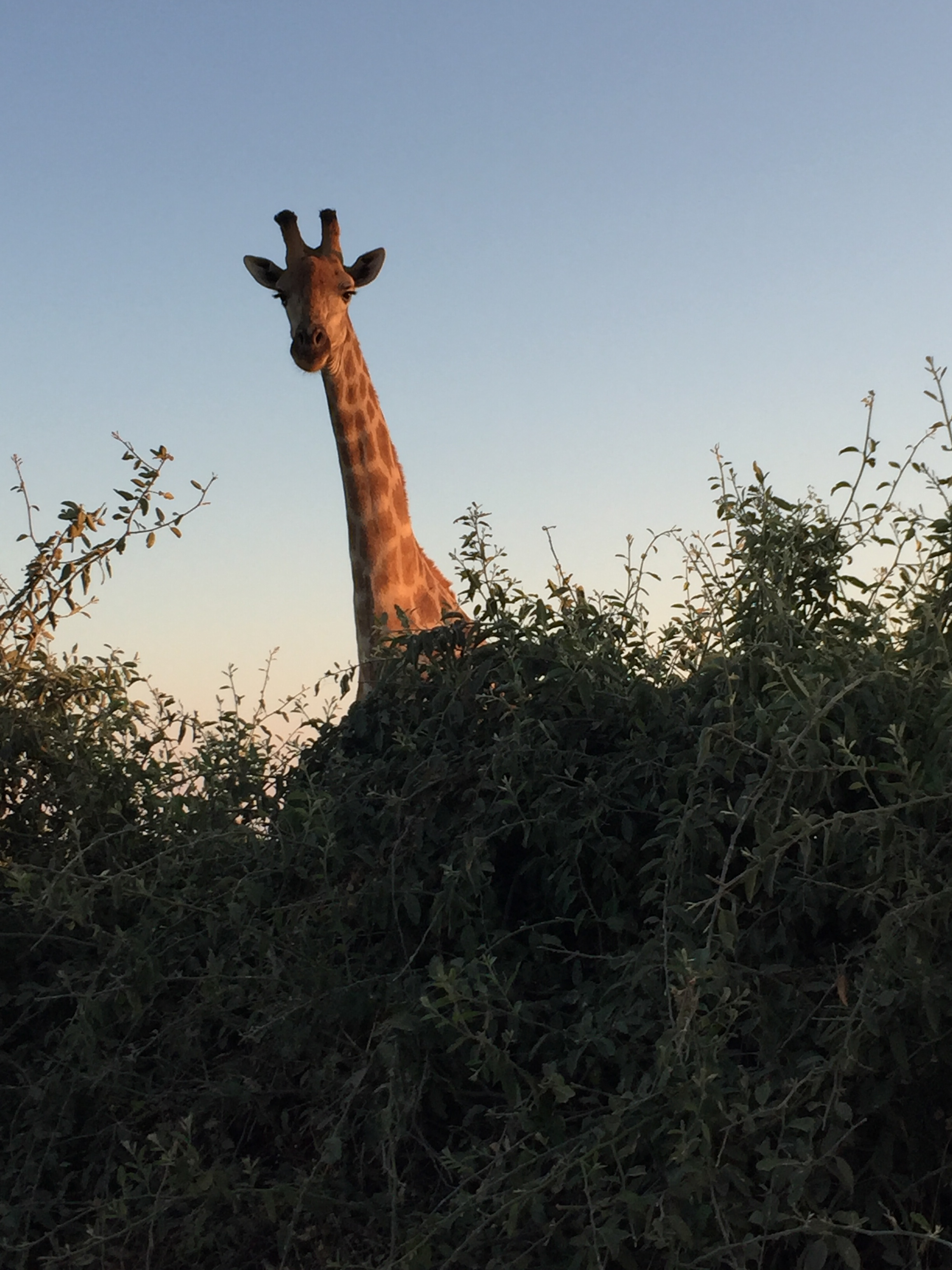 The safari!