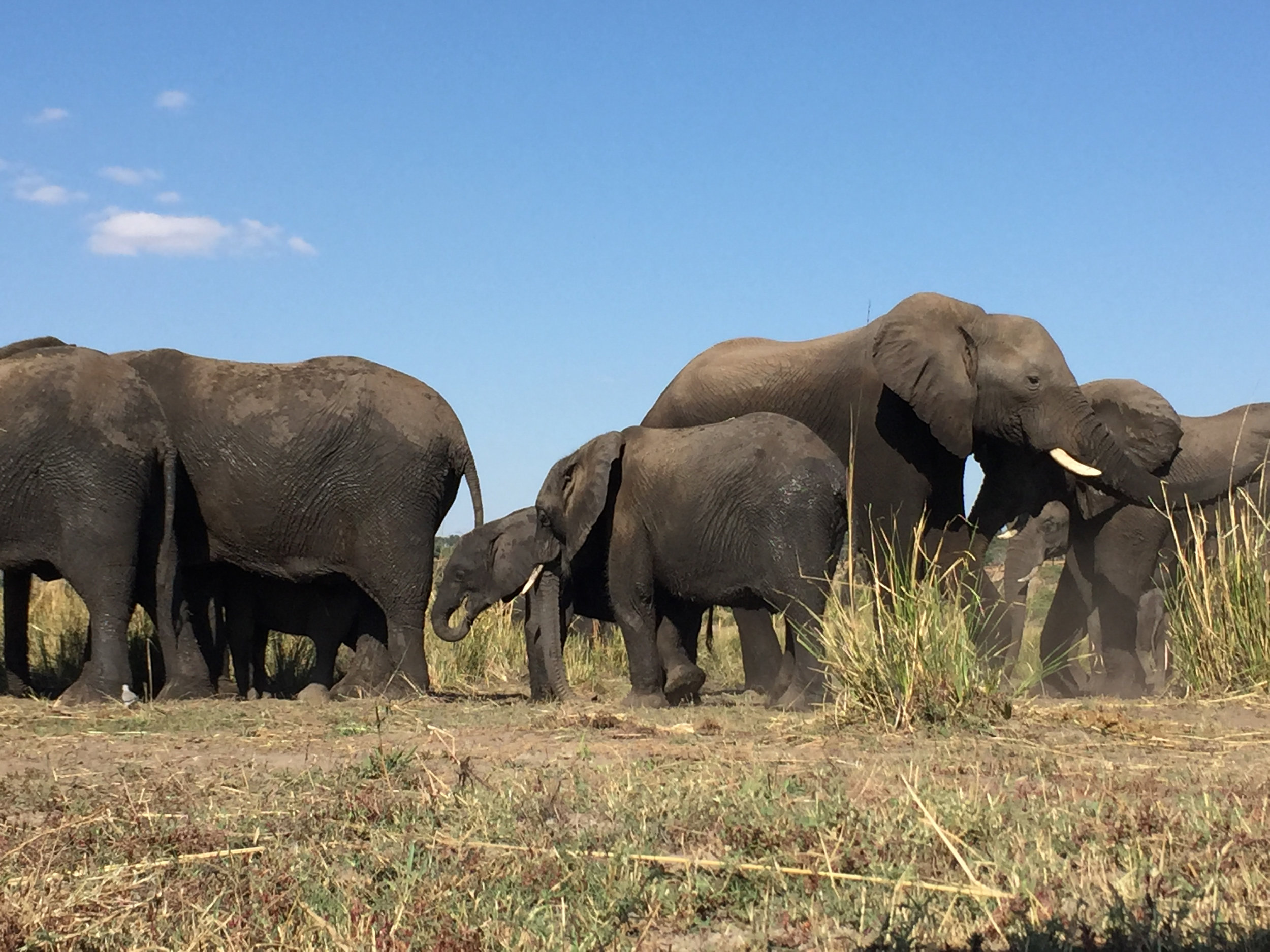 Chobe game drives and river cruise