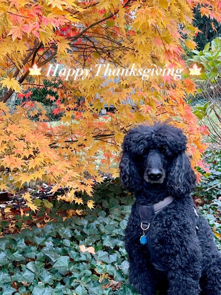 🍁Happy Thanksgiving 🍁 Wishing you a day filled with the warmth of family and friends and pets.

#fretfabrics  #standardpoodle 
#dogsofinstagram #dog #dogstagram  #instadog #doglover #dogoftheday #doglovers #pets #doglife