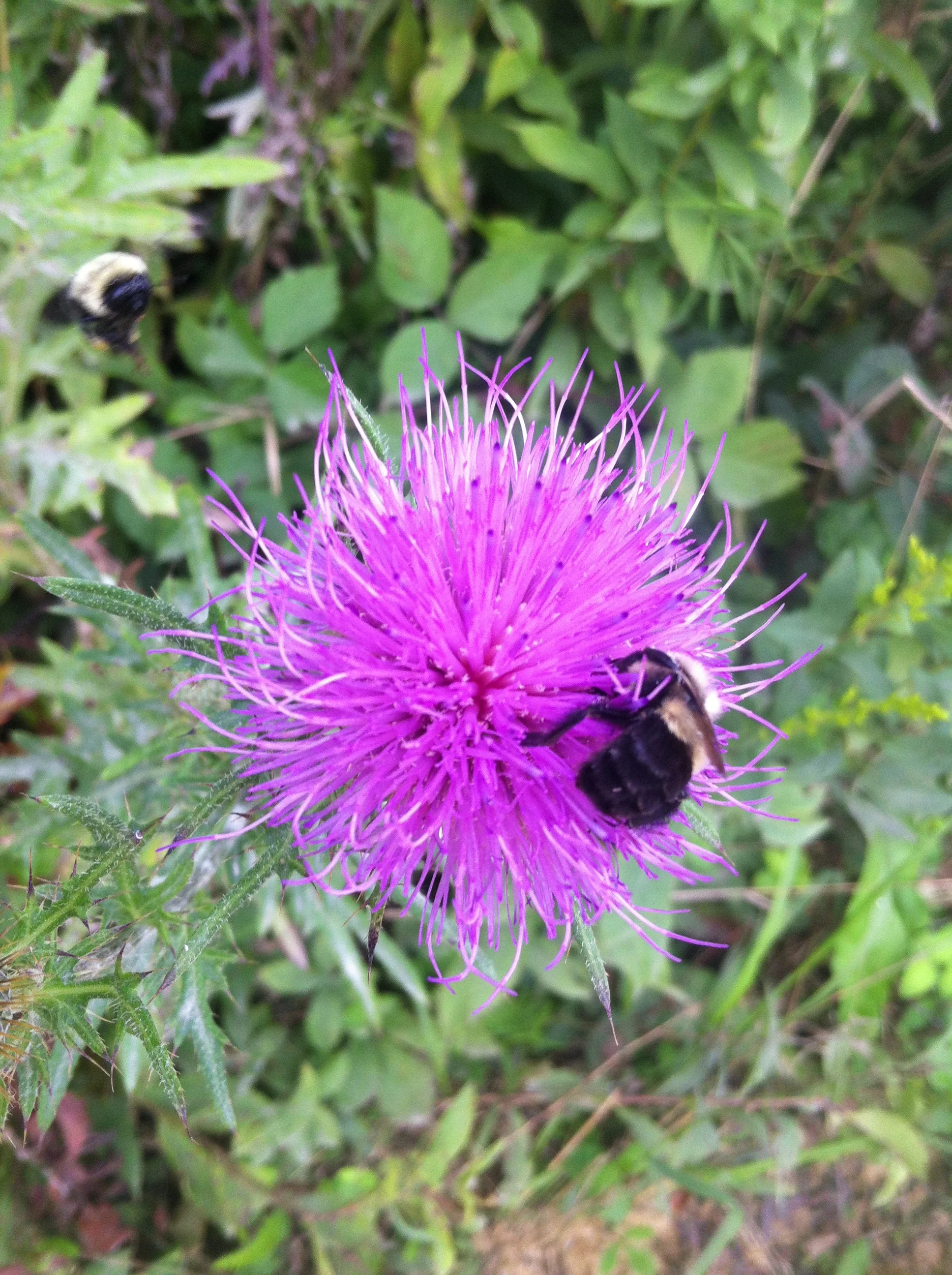 Bumble Bee on Thistle