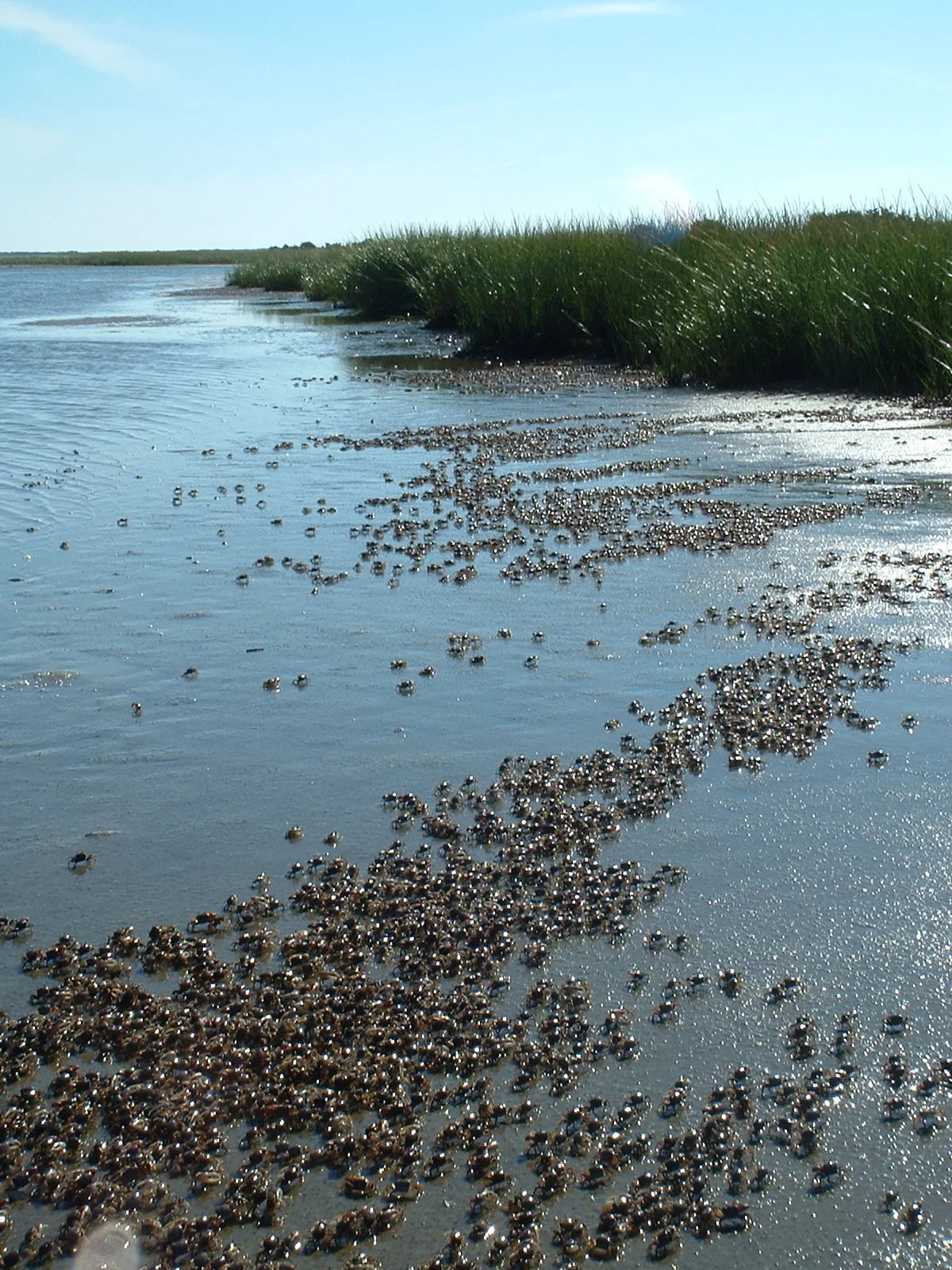 Fiddler Crabs at Coskata