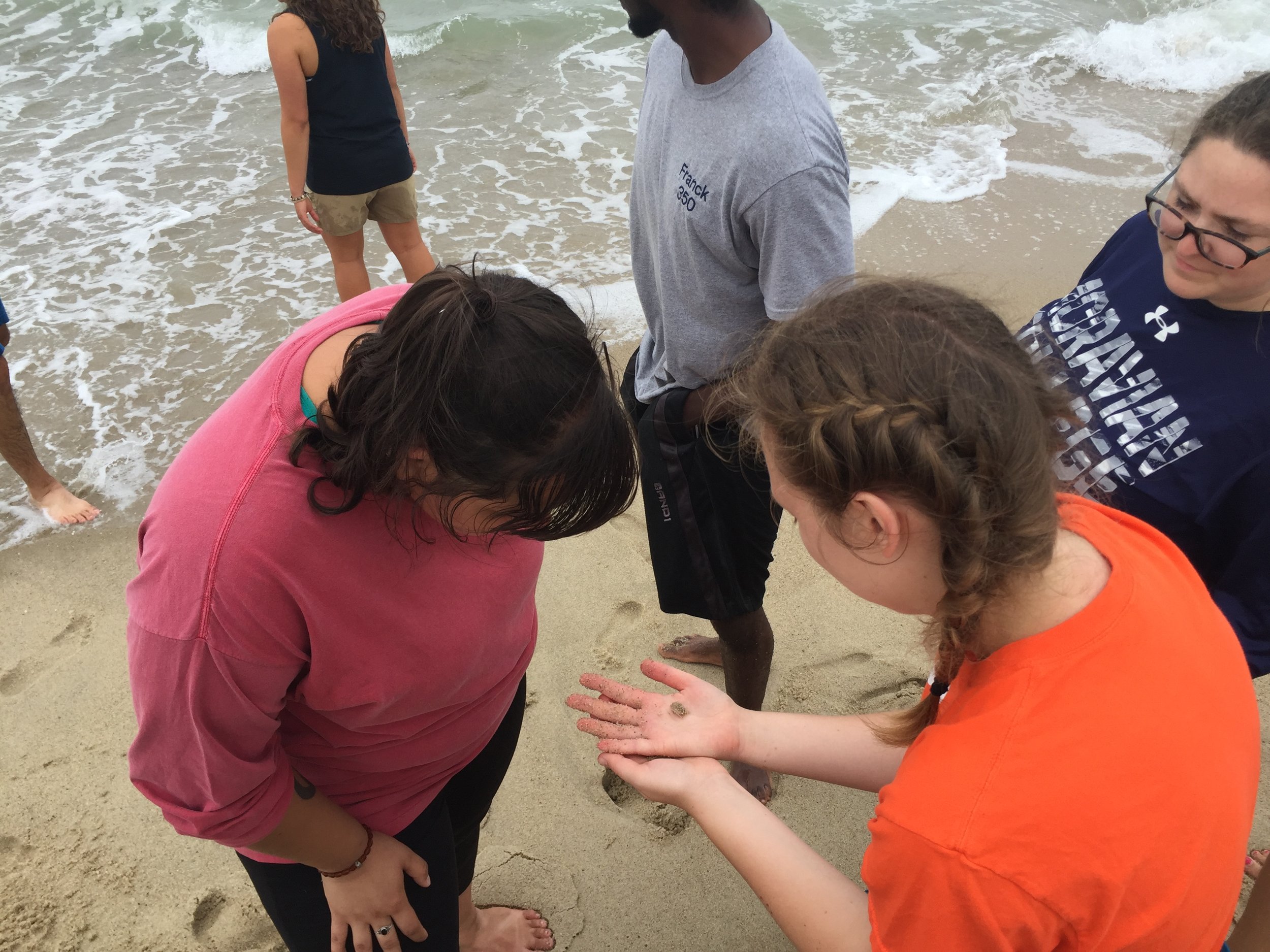 UMass Boston students learning about mole crabs.