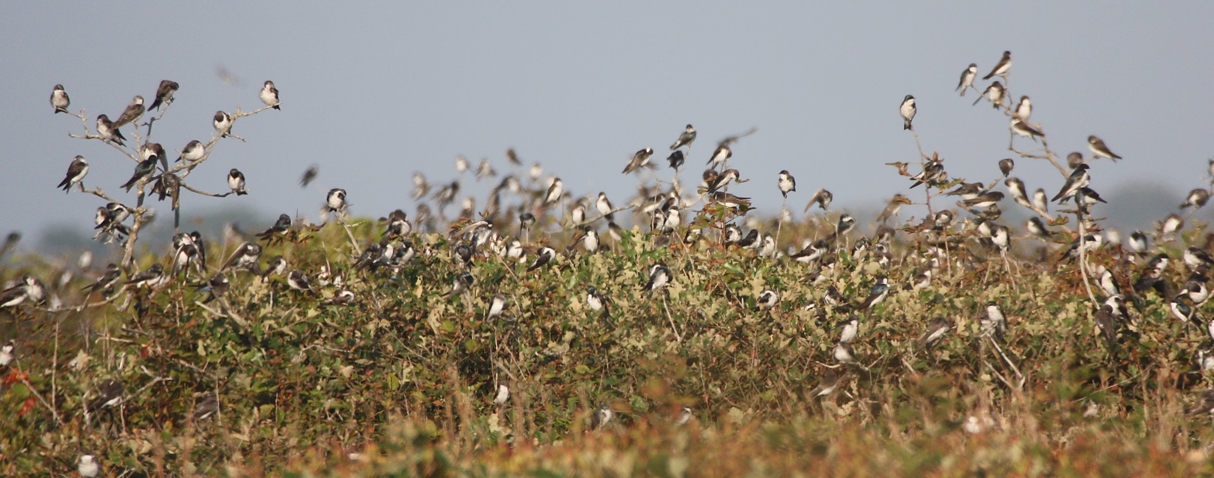 Tree Swallows staging before fall migration