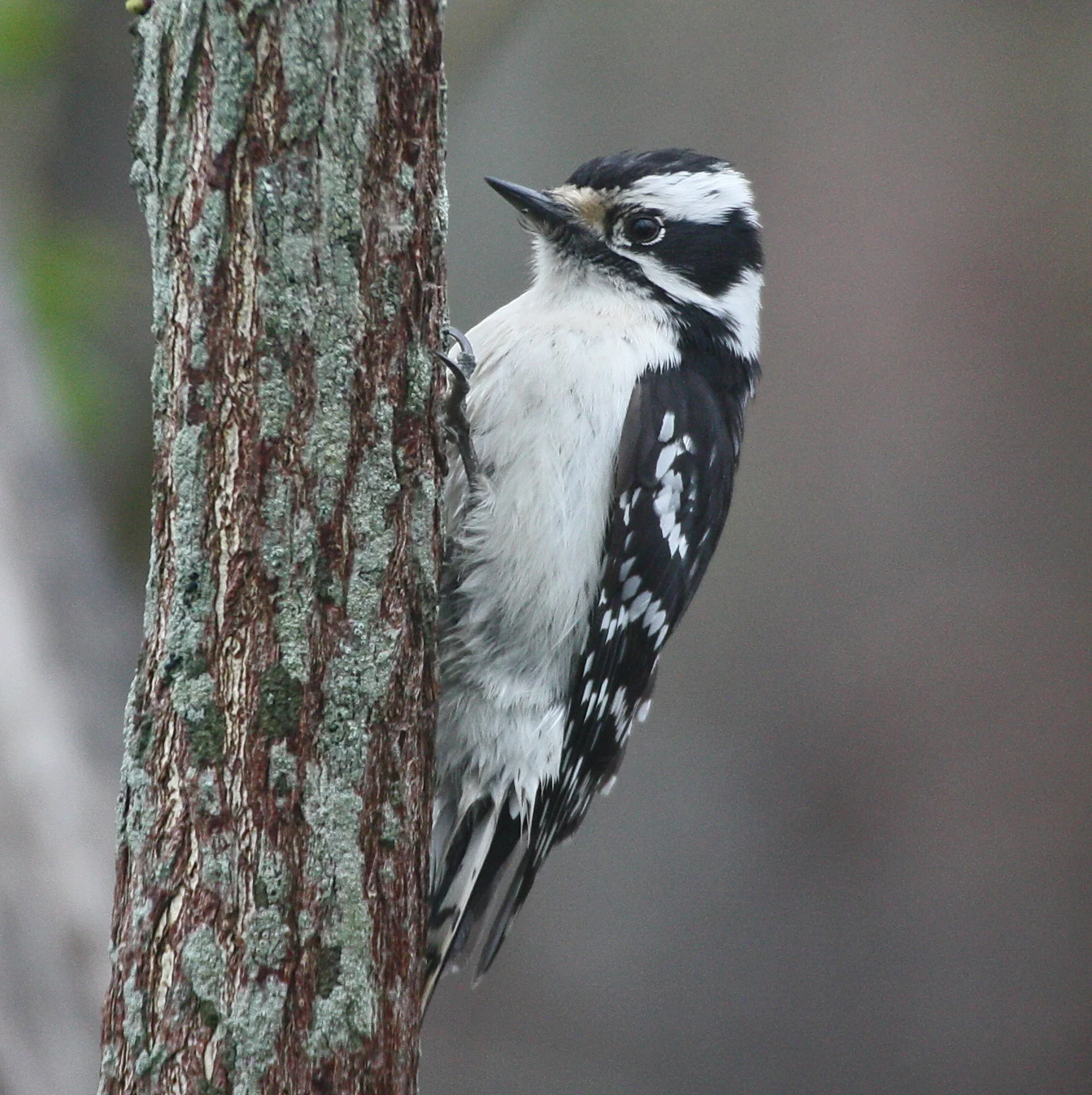 Downy Woodpecker.