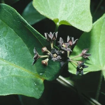 porecelain berry.jpg