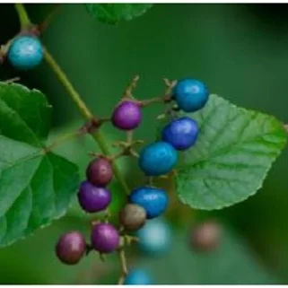 porecelain berry.jpg