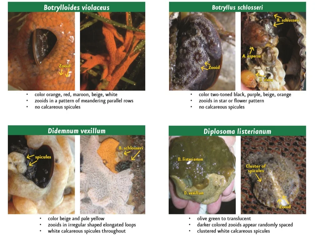Carman, MR (2008) Massachusetts Shellfish Aquaculture Tunicate Identification Guide. Photography by Dann Blackwood, USGS.