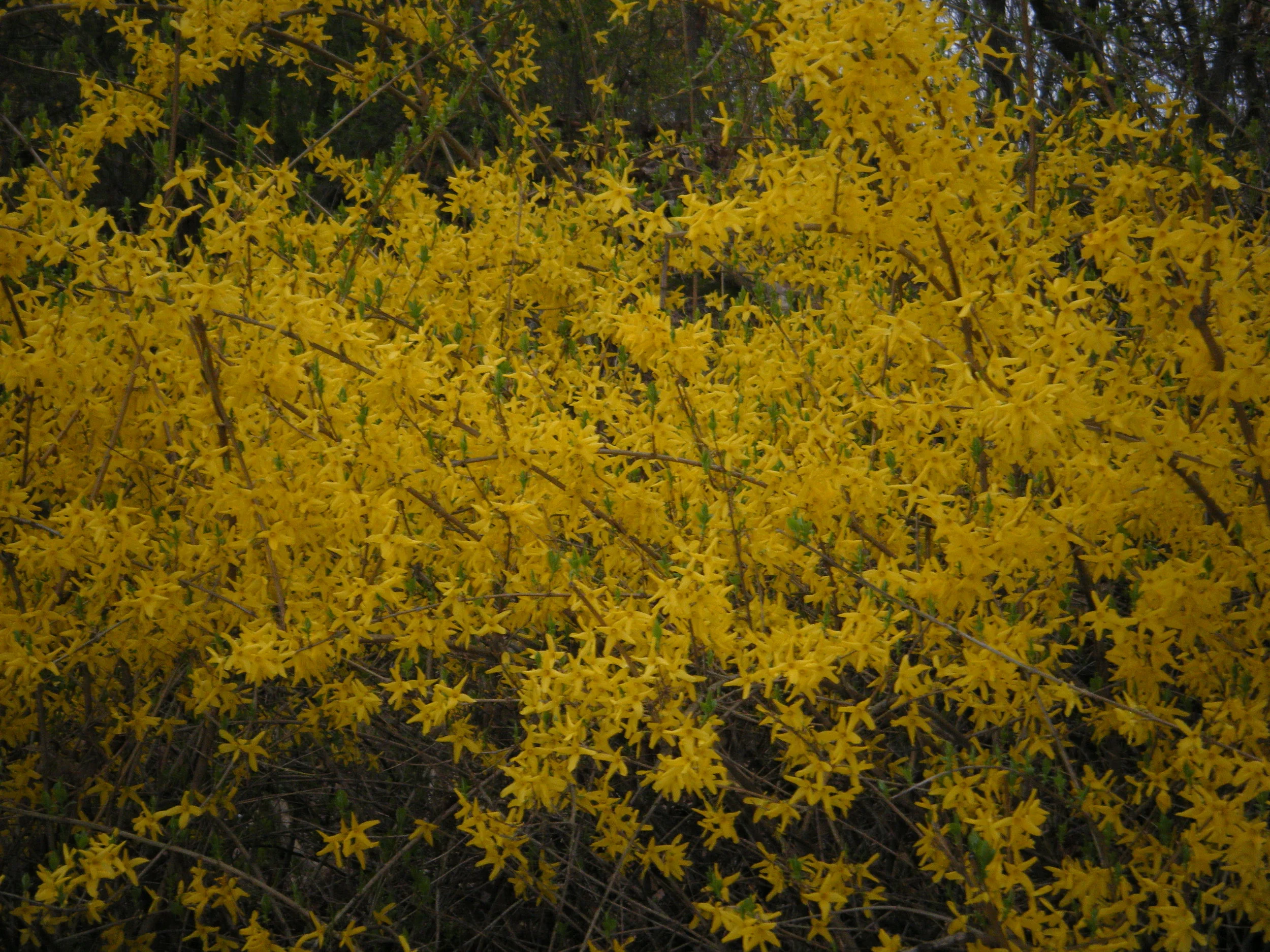 "Forsythia" - An Anticipation of an Exciting Moment!   