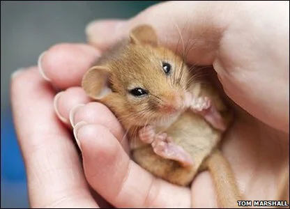 All About Compassion