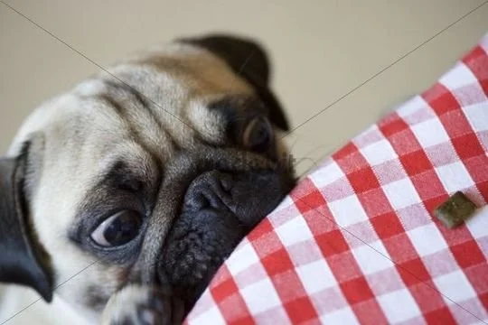 Overcoming Temptation