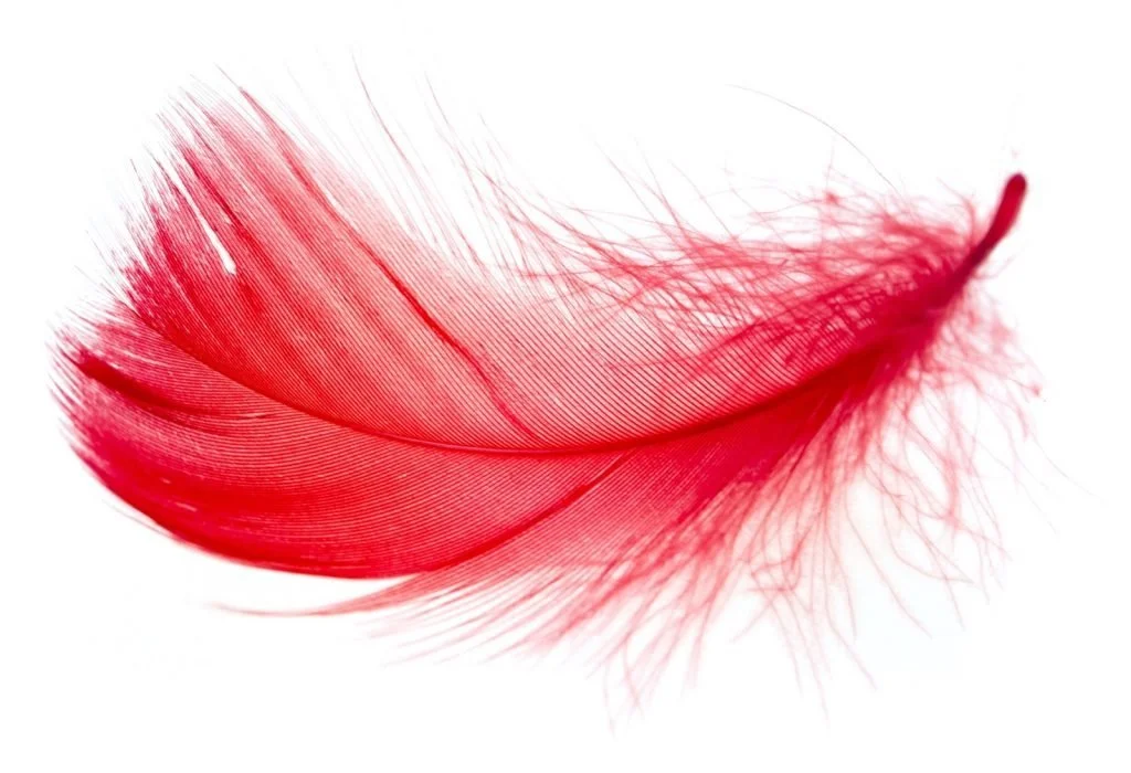 A Red Feather