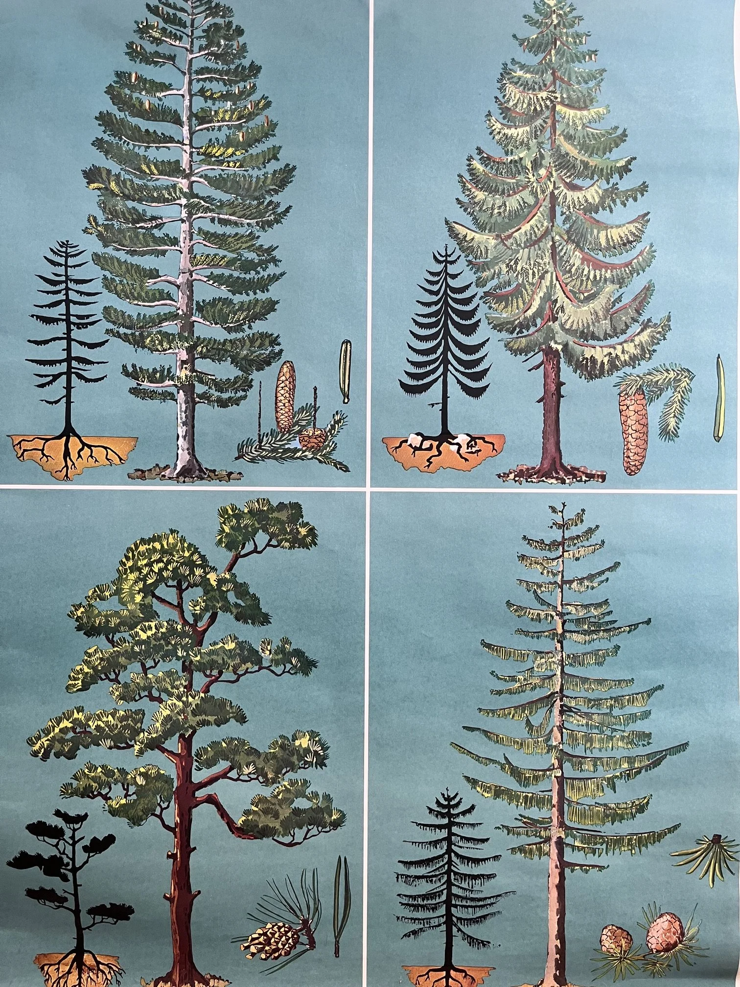 winterbearhome-botanical-chart-trees-06.jpeg