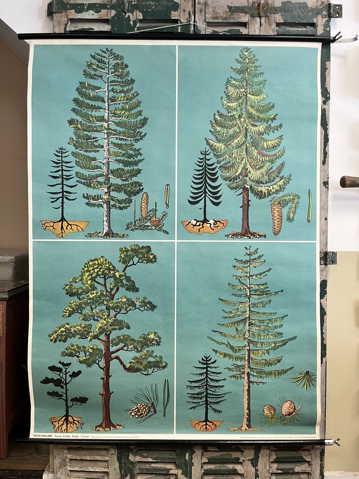winterbearhome-botanical-chart-trees-04.jpeg