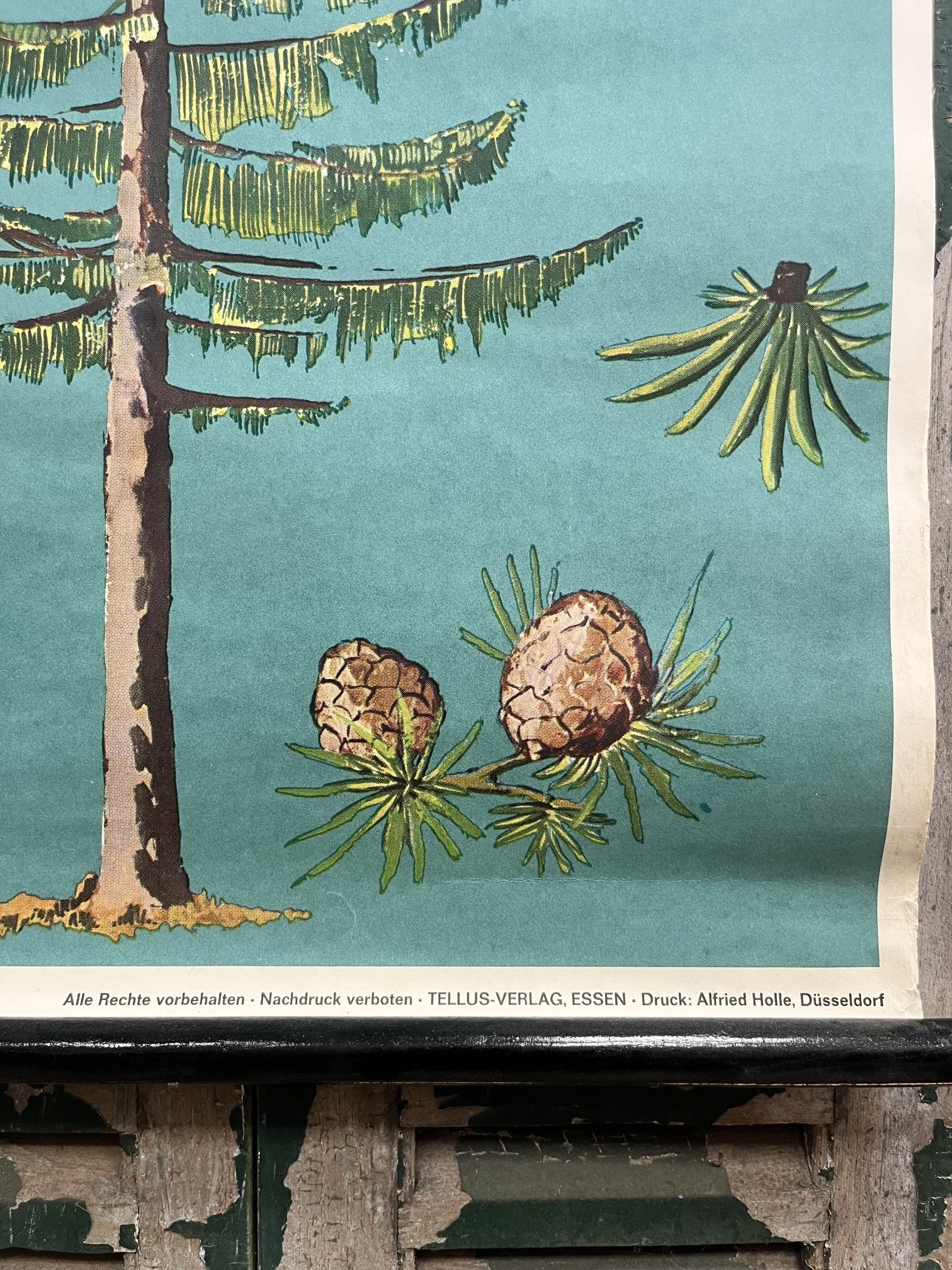 winterbearhome-botanical-chart-trees.jpeg